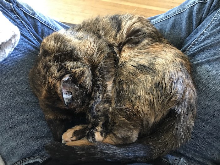 a small, elderly tortoiseshell cat