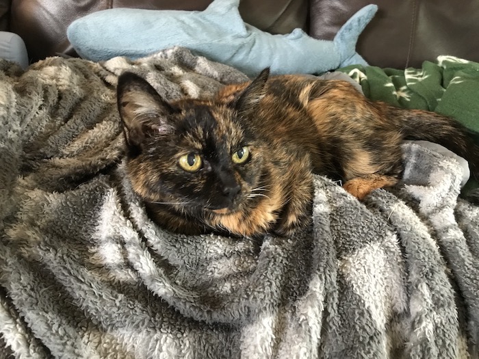 a small, elderly tortoiseshell cat