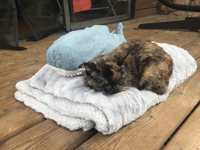 a small, elderly tortoiseshell cat