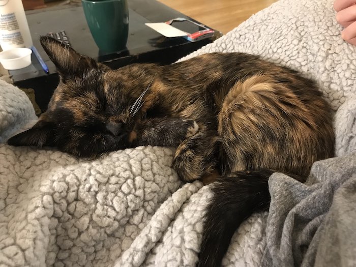 a small, elderly tortoiseshell cat