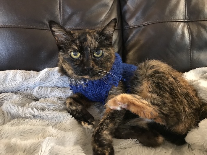 a small, elderly tortoiseshell cat