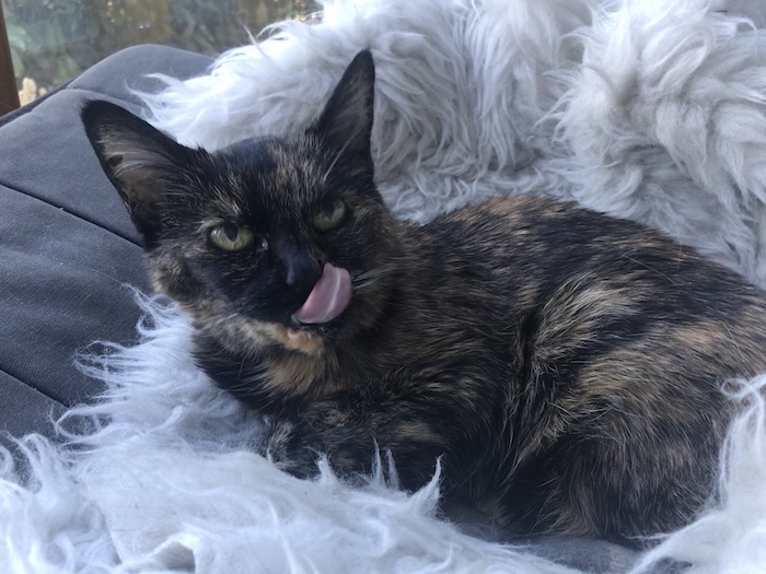 a small, elderly tortoiseshell cat