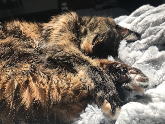 a small, elderly tortoiseshell cat