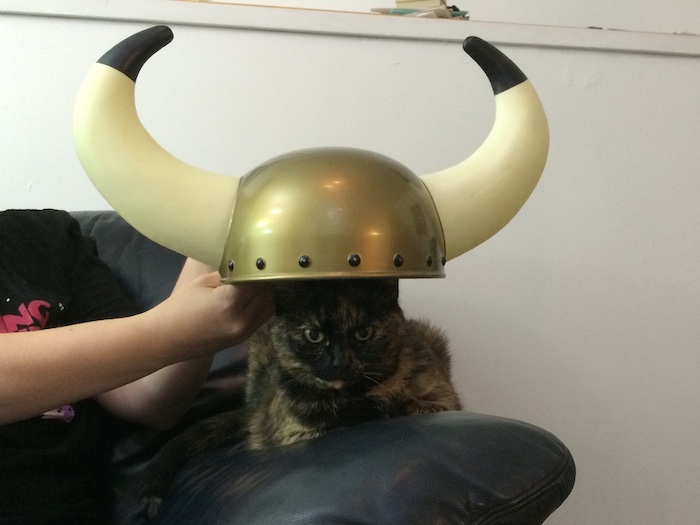 a small, elderly tortoiseshell cat