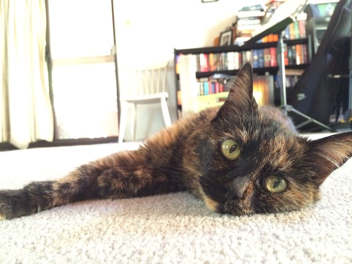 a small, elderly tortoiseshell cat
