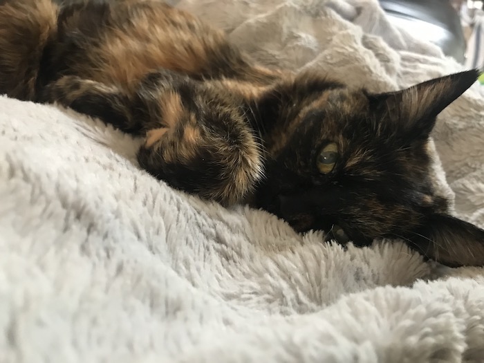 a small, elderly tortoiseshell cat