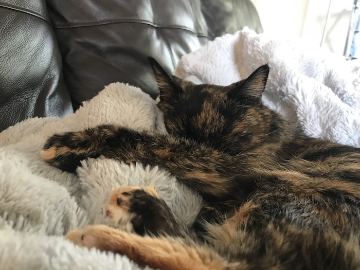 a small, elderly tortoiseshell cat